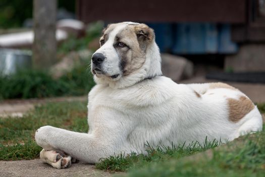 Serious asian dog proudly lies in the yard and safeguard it