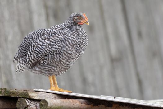 Speckled hen standing on the wooden constructions