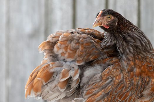 Beautiful chicken shows her beautiful feathers