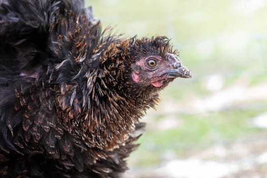 Stubby and bristling young dark brown rooster