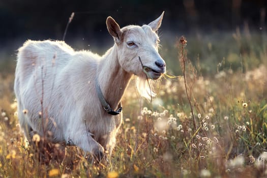 Nice goat in golden meadow eats green grass