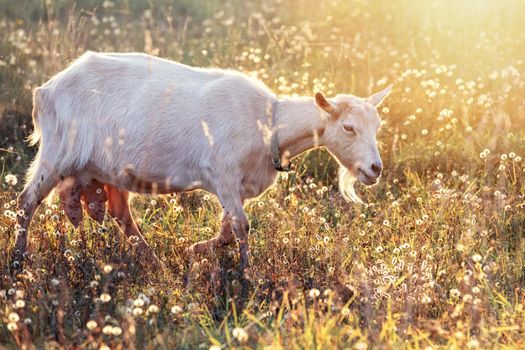 White goat with big udder in shining meadow eats golden bents