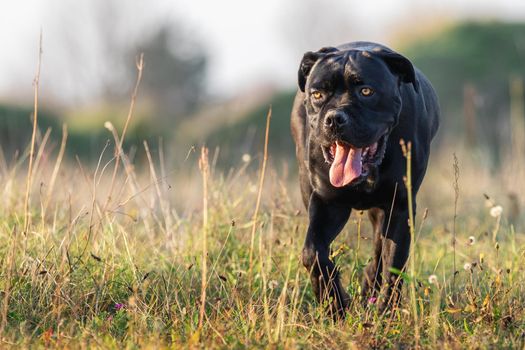 Dog with a tongue out run to us