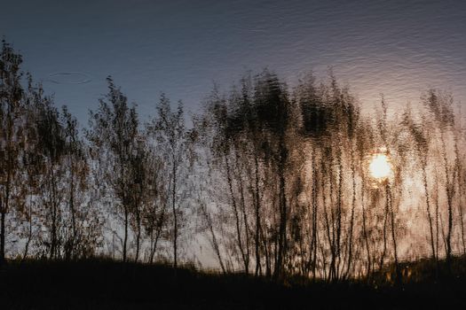 Reflection of birch trees in water and sunset