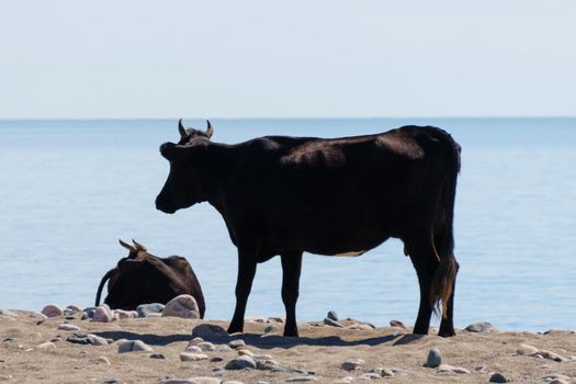 Natural background with cows on the beach, lake.