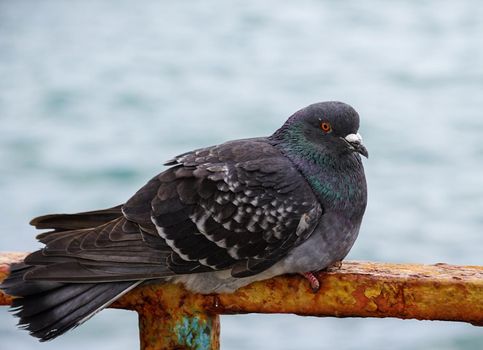 Portrait of a pigeon against the water surface.