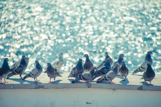 A flock of pigeons on the waterfront against the blue sea.