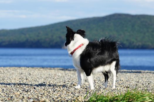 Seascape and dogs on the beach. Vladivostok, Primorsky Krai