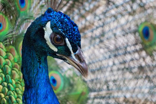 Bright background with a portrait of a peacock on the background of blurred tail feathers.