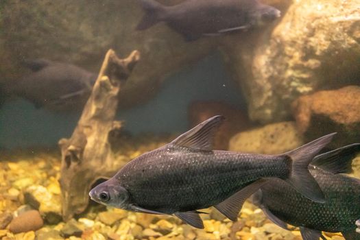 Aquarium fish on the background of artificial rocks and vegetation.