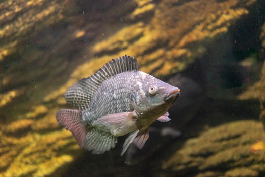 Aquarium fish on the background of artificial rocks and vegetation.