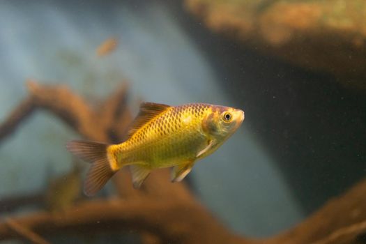 Aquarium yellow fish on the background of water. beauty of nature
