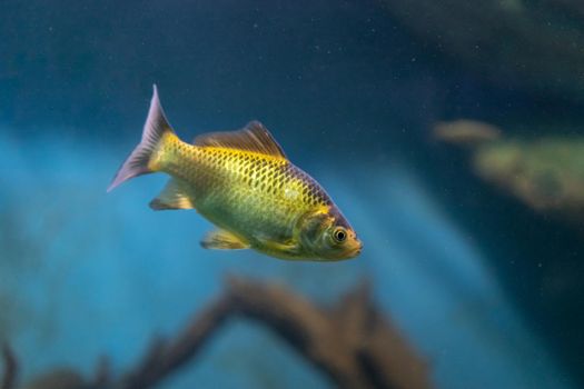 Aquarium yellow fish on the background of water. beauty of nature