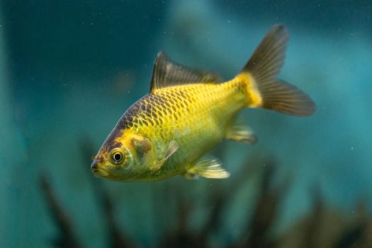 Aquarium yellow fish on the background of water. beauty of nature
