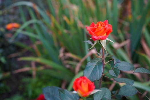 Natural background with orange roses on a background of green leaves