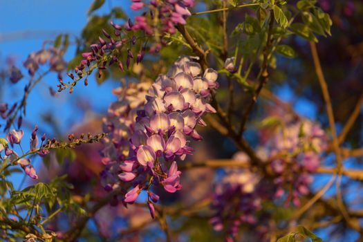 Lush Wisteria flowers in the soft light of the summer sunset.
