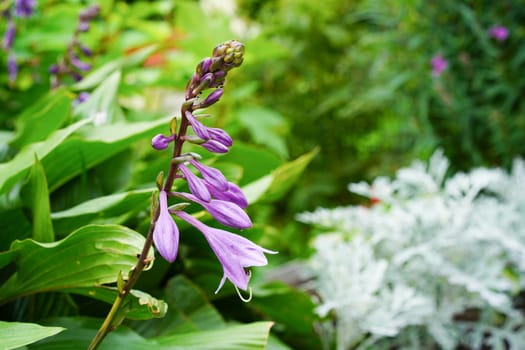 Pink flowers on a flower bed in the garden. Natural background