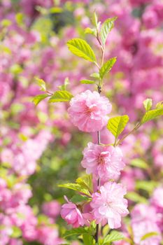 Macro photo of nature pink sakura flowers. Texture background blooming pink sakura flower. Images of the flower Japanese Sakura with pink buds.