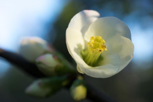 Natural background with white flower Japan quince branches and leaves in winter.