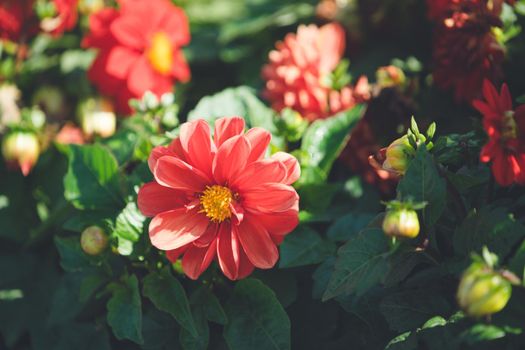 Red dahlia flower blooming on a green background. Red dahlia is genus of flowering plants in sunflower family Asteraceae . Close-up view of red dahlia flower with yellow middles.