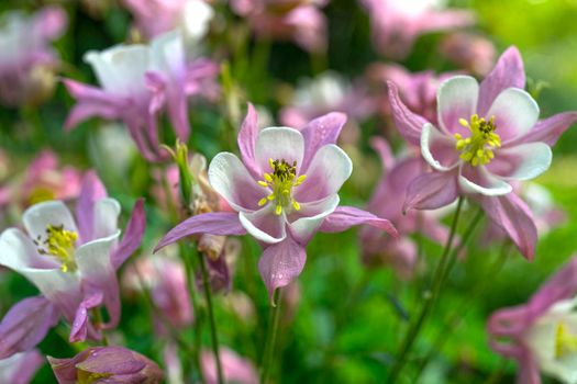 White purple Aquilegia gentle flowers.