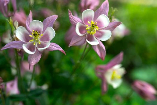White purple Aquilegia gentle flowers