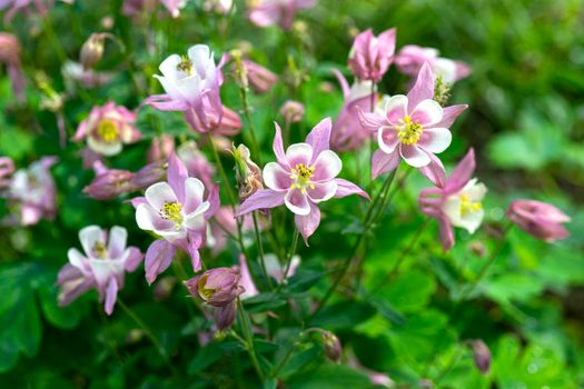 White purple Aquilegia gentle flowers