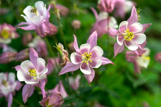 White purple Aquilegia gentle flowers