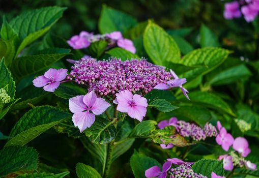Pink flowers Hydr ngea on the green background of the grass and leaves a bright summer day