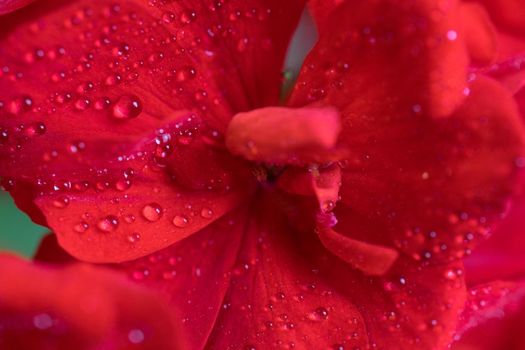 Red geranium flower in macro with dew drops
