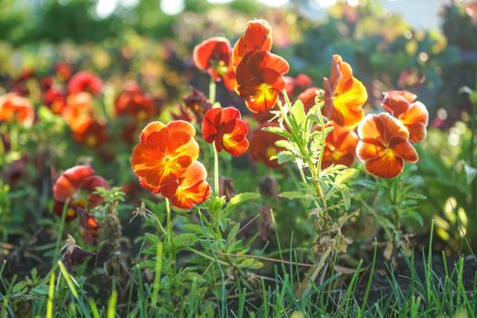 Bright colors of pansies in the rays of the sun with the background of green grass.