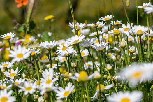 daisies flower for the preparation of the infusion of chamomile