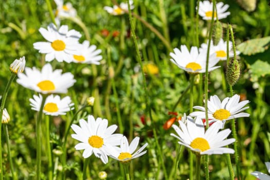 daisies flower for the preparation of the infusion of chamomile