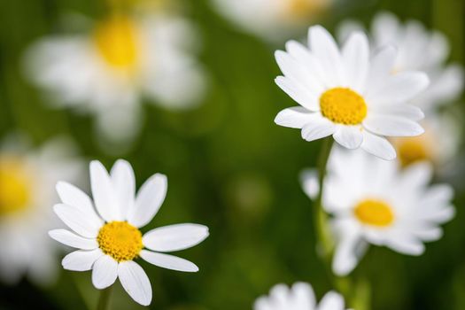 daisies flower for the preparation of the infusion of chamomile