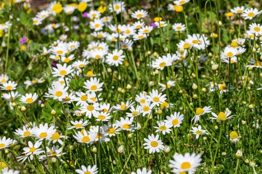 daisies flower for the preparation of the infusion of chamomile