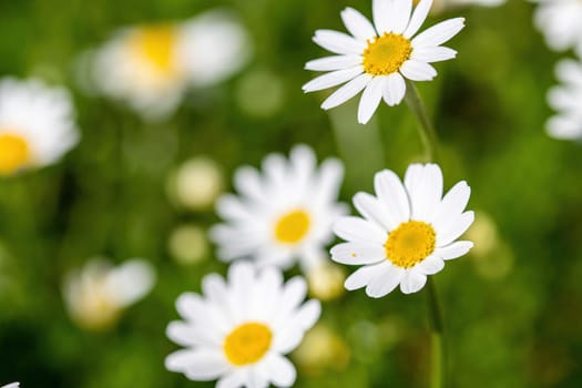 daisies flower for the preparation of the infusion of chamomile