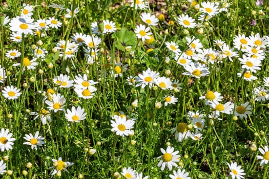 daisies flower for the preparation of the infusion of chamomile