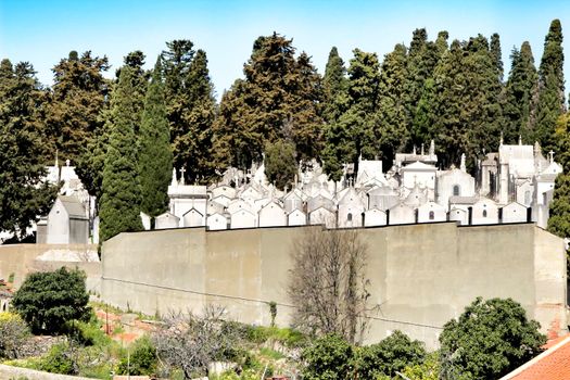 Views of Dos Prazeres cemetery in Lisbon. Cypresses in the background.