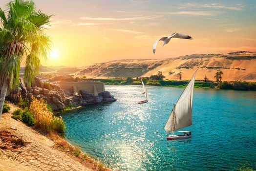 Birds over sailboats in Aswan at sunset, Egypt