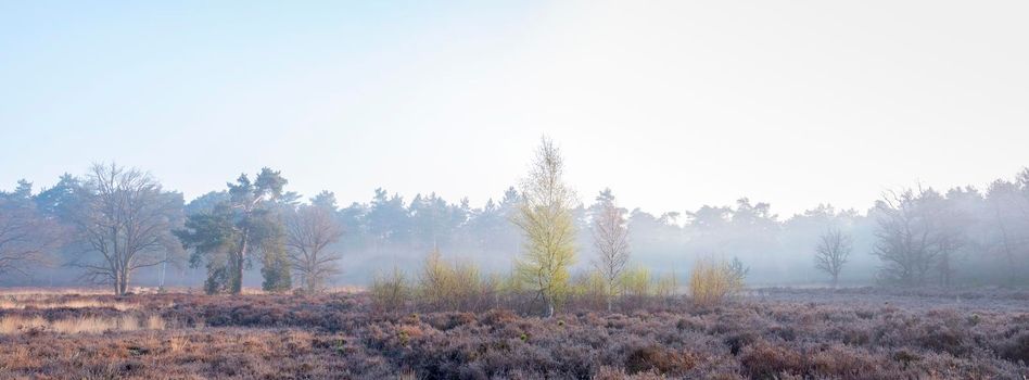 heather or moore area on foggy spring morning near amersfoort in the netherlands with fresh birch leaves