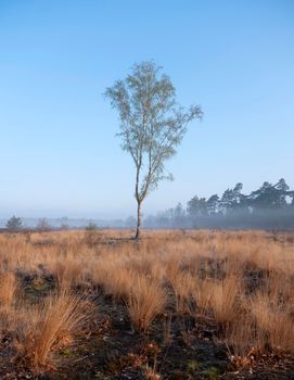 birch in spring on heath area near city of amersfoort in holland on foggy early spring morning