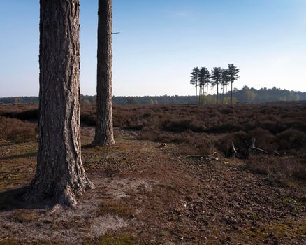 pine trees on heath land near amersfoort and utrecht in the netherlands on early morning in spring