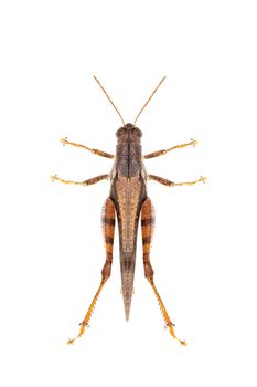 Image of white-banded grasshopper(stenocatantops splendens) isolated on white background. insect. Brown grasshopper