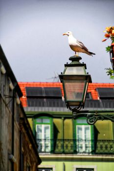 Seagull perched on a streetlight. Narrow and colorful streets, facades and balconies of Lisbon