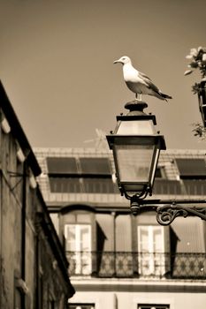Seagull perched on a streetlight. Narrow and colorful streets, facades and balconies of Lisbon