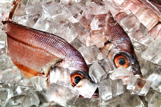 Fresh fish with ice for sale in a market