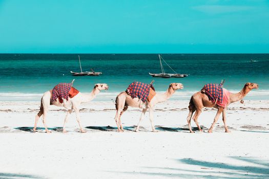 Camels at Diani Beach - Galu Beach - in Kenya, Africa