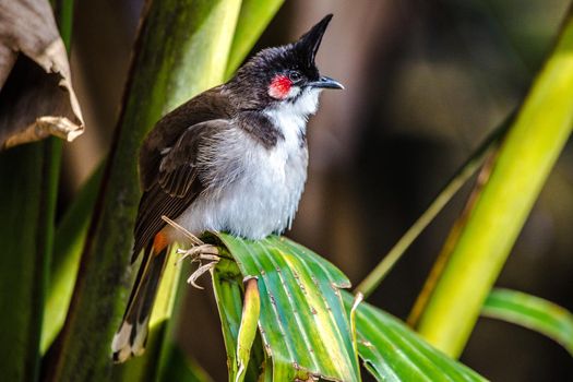 Southeast Asian Red-whiskered bulbul (Pycnonotus jocosus), Mauritius, Africa