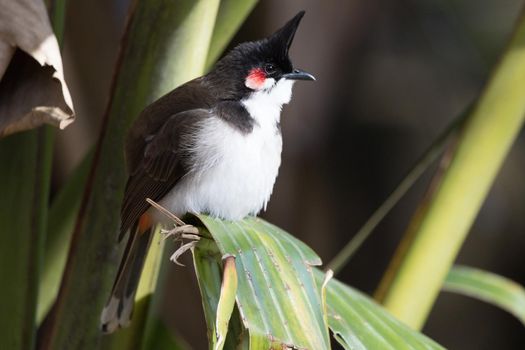 Southeast Asian Red-whiskered bulbul (Pycnonotus jocosus), Mauritius, Africa