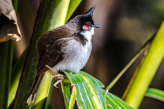 Southeast Asian Red-whiskered bulbul (Pycnonotus jocosus), Mauritius, Africa